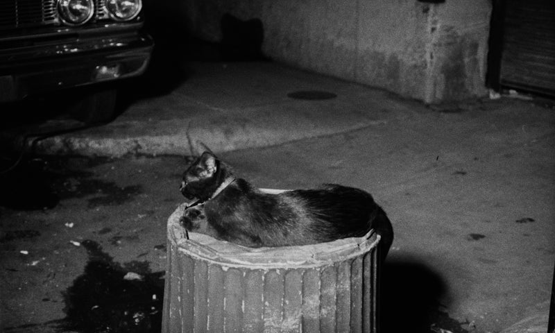 Confessions of a Psycho Cat + The Fat Black Pussycat